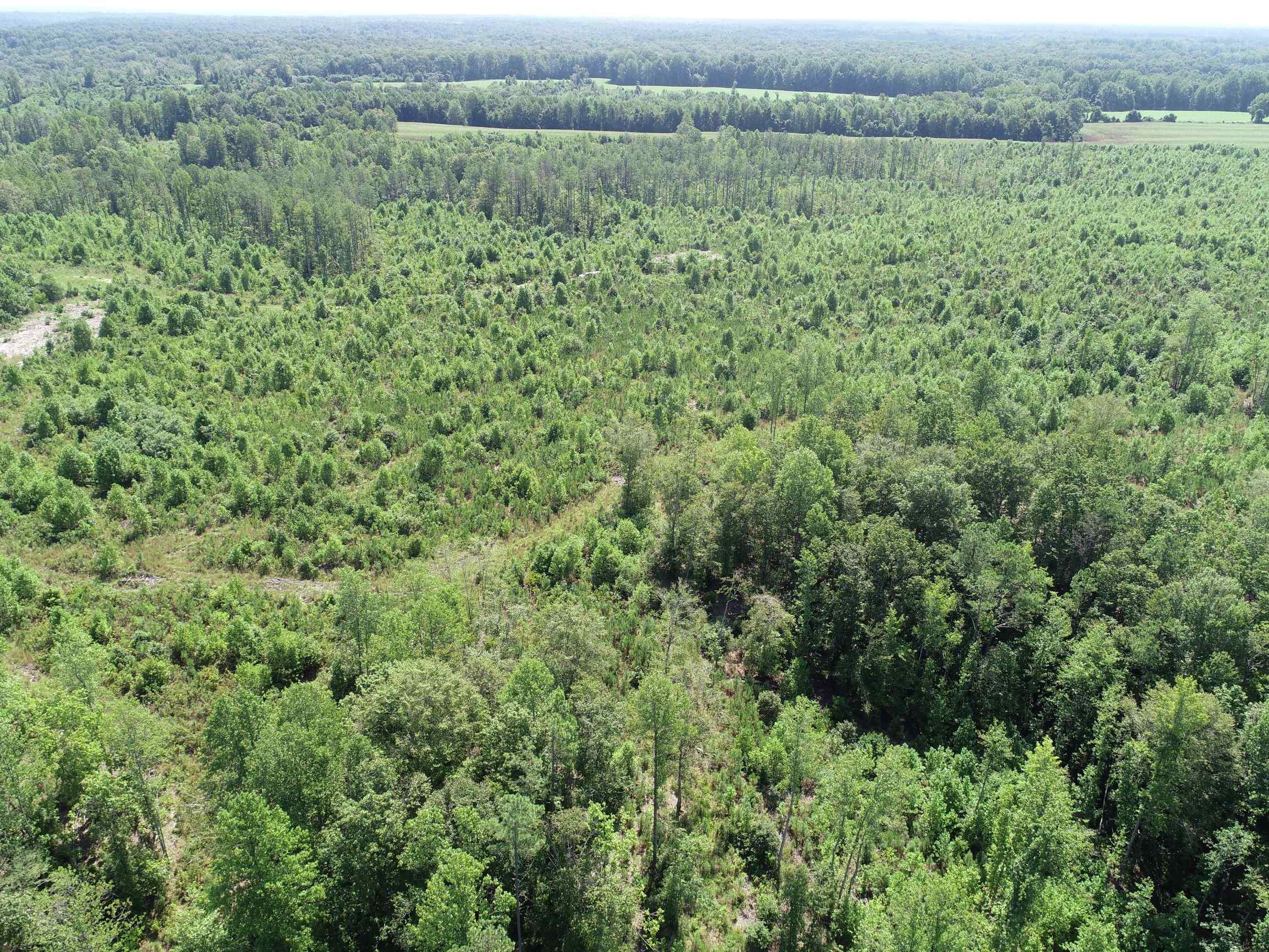 Advance Land and Timber Land for sale property_imgs/14~50.jpg