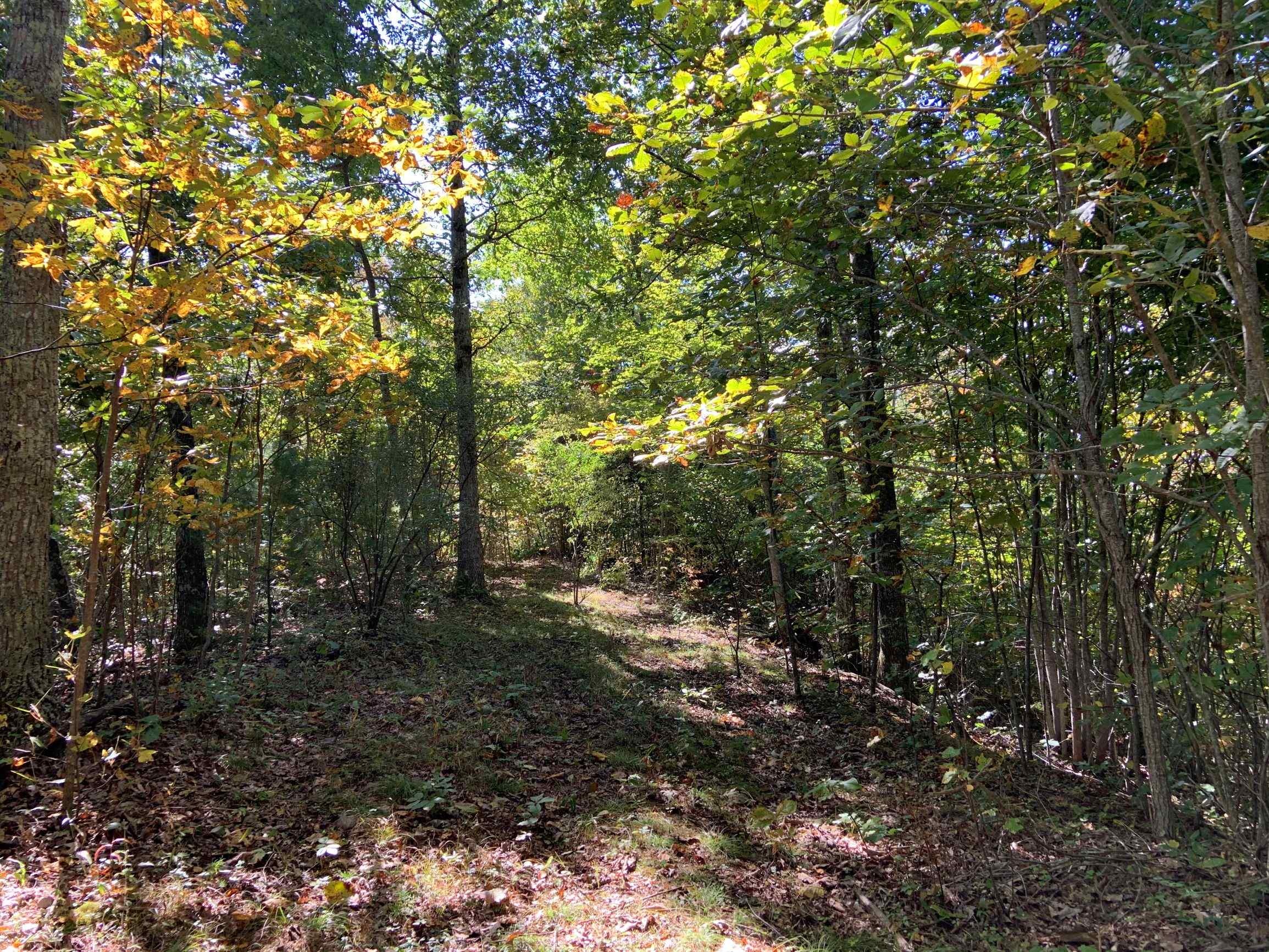 Advance Land and Timber Land for sale property_imgs/14~55.jpg