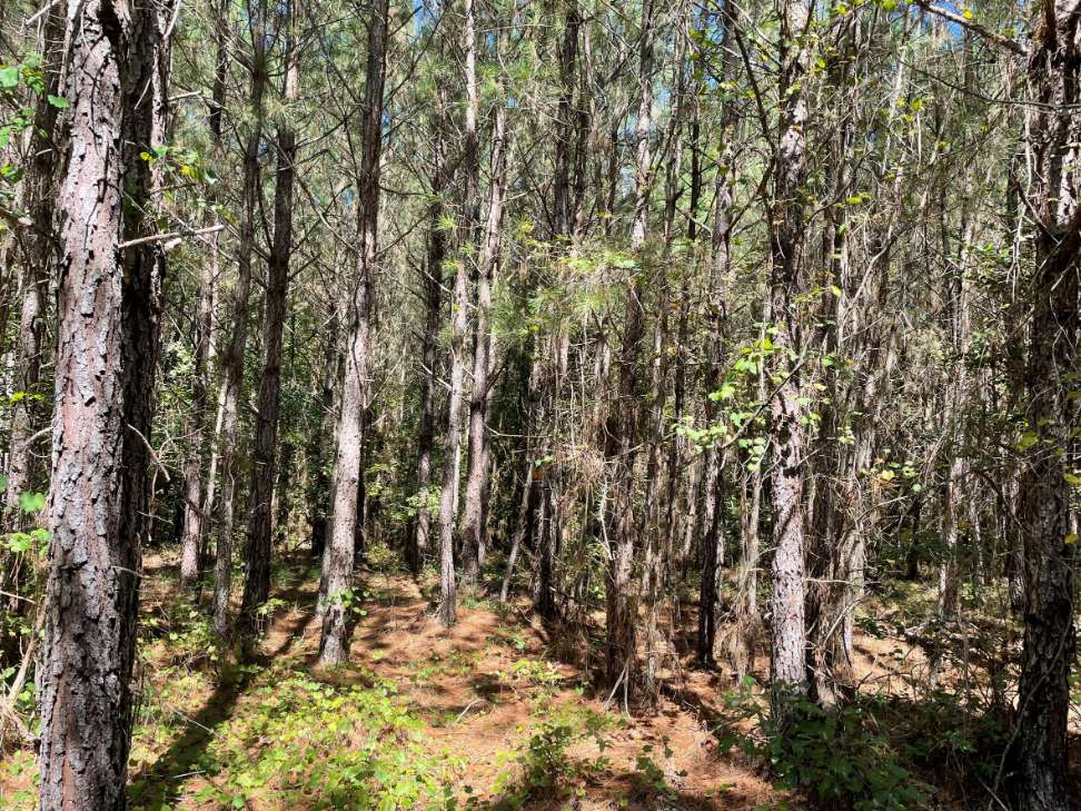 Advance Land and Timber Land for sale property_imgs/14~79.jpg