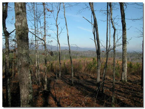 Cleburne County Alabama Land for Sale