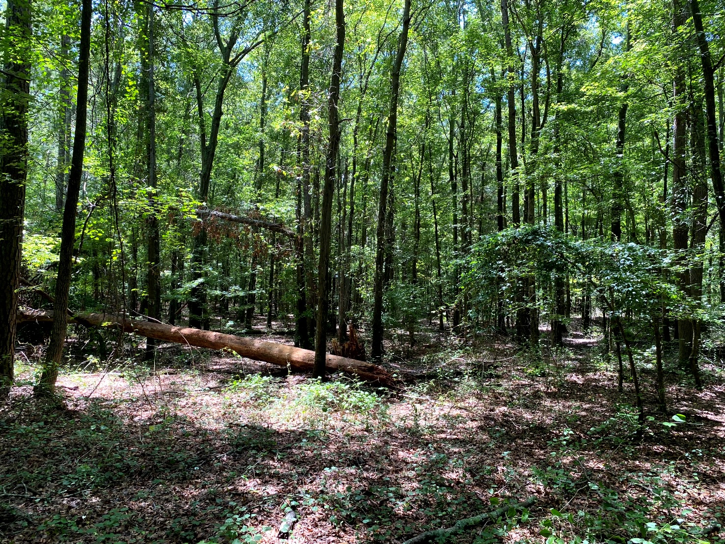 7 Acres for Sale in Saluda County in Town of BatesburgLeesville