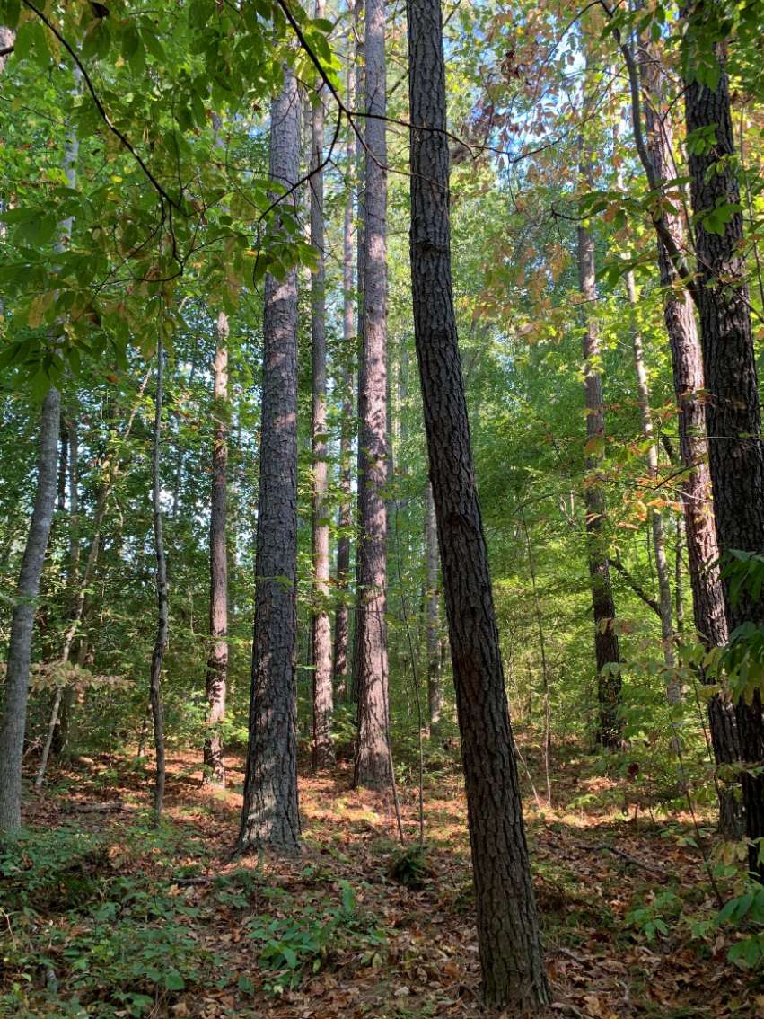 Advance Land and Timber Land for sale property_imgs/15~23.jpg