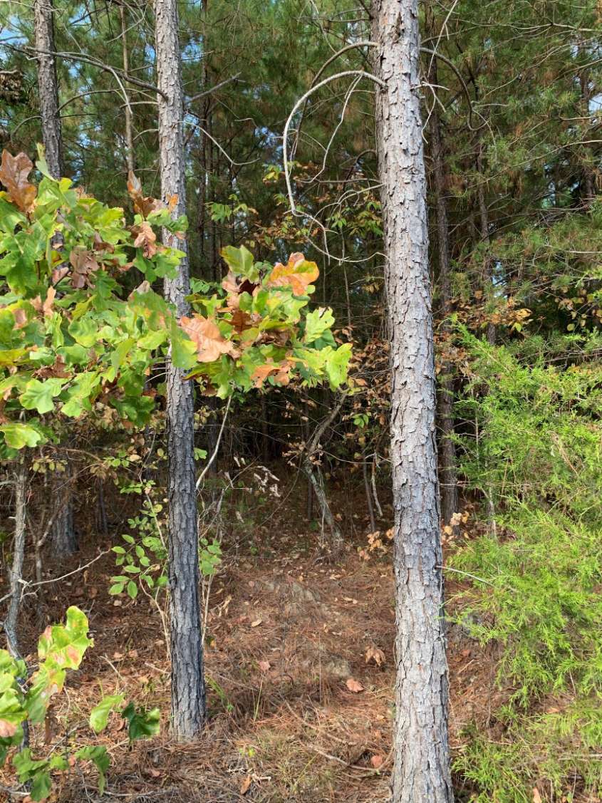 Advance Land and Timber Land for sale property_imgs/15~24.jpg