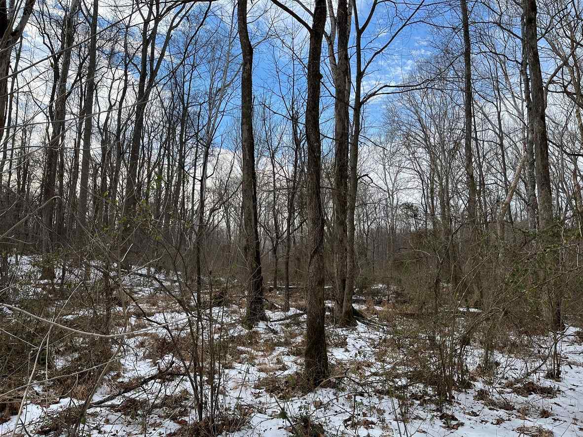 Advance Land and Timber Land for sale property_imgs/15~77.jpg