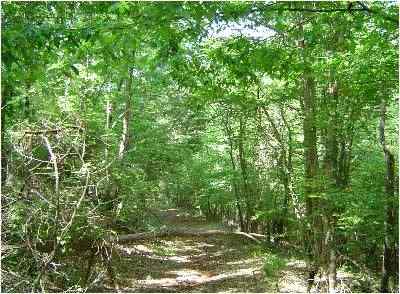 Advance Land and Timber Land for sale property_imgs/161_2.jpg