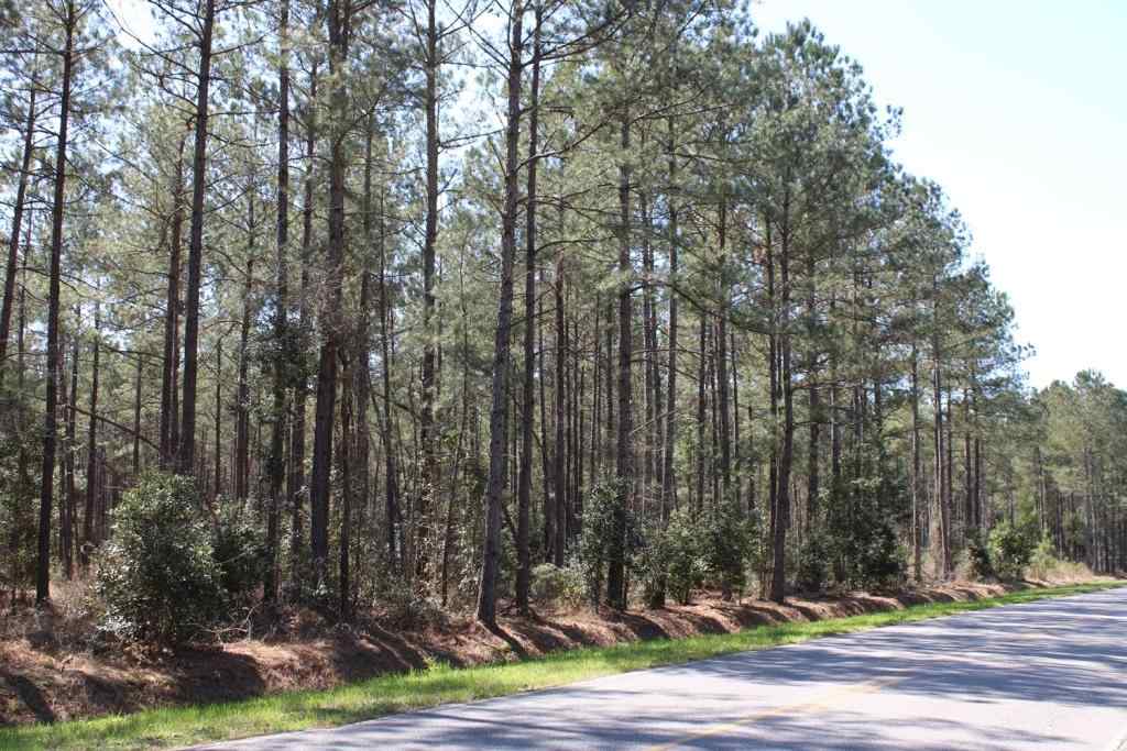72 Acres for Sale Pauley Swamp Road Horry County SC