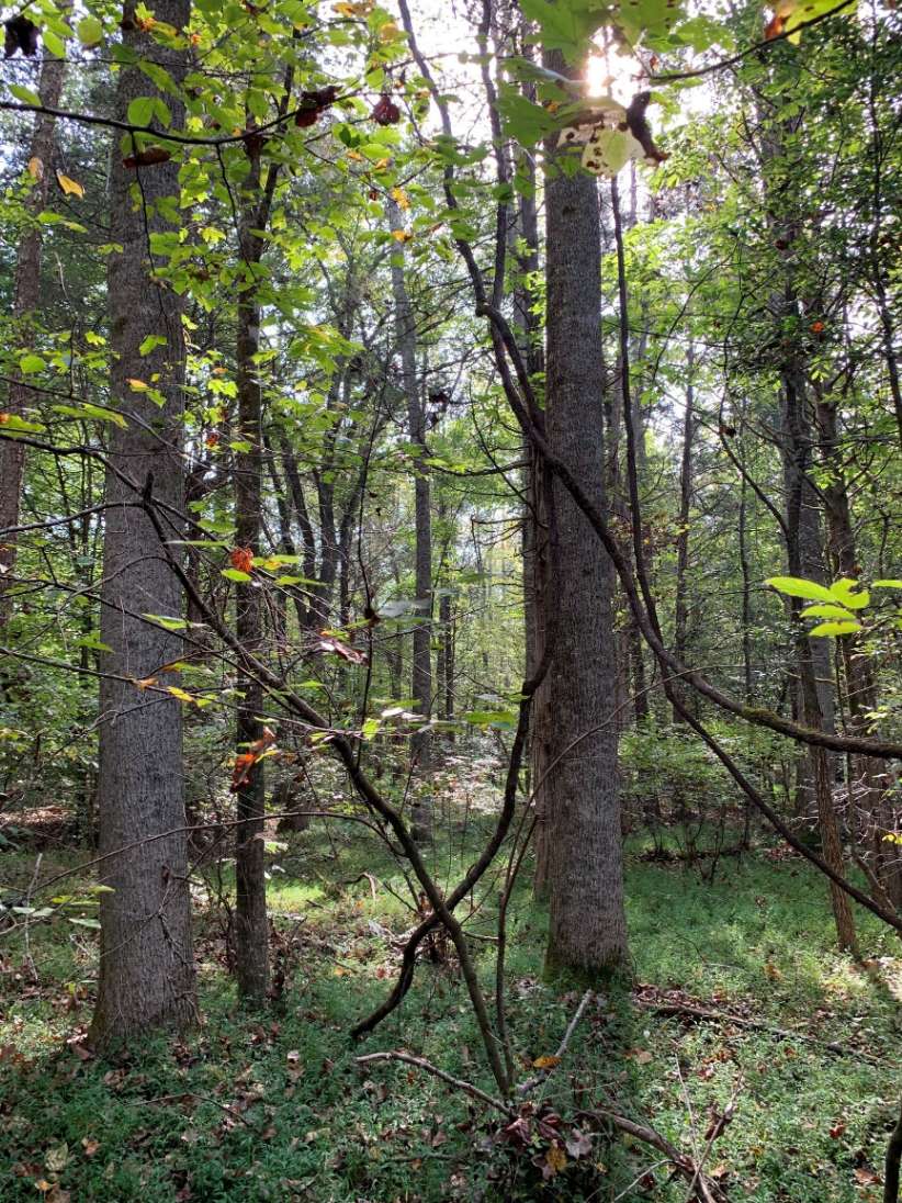 Advance Land and Timber Land for sale property_imgs/16~21.jpg