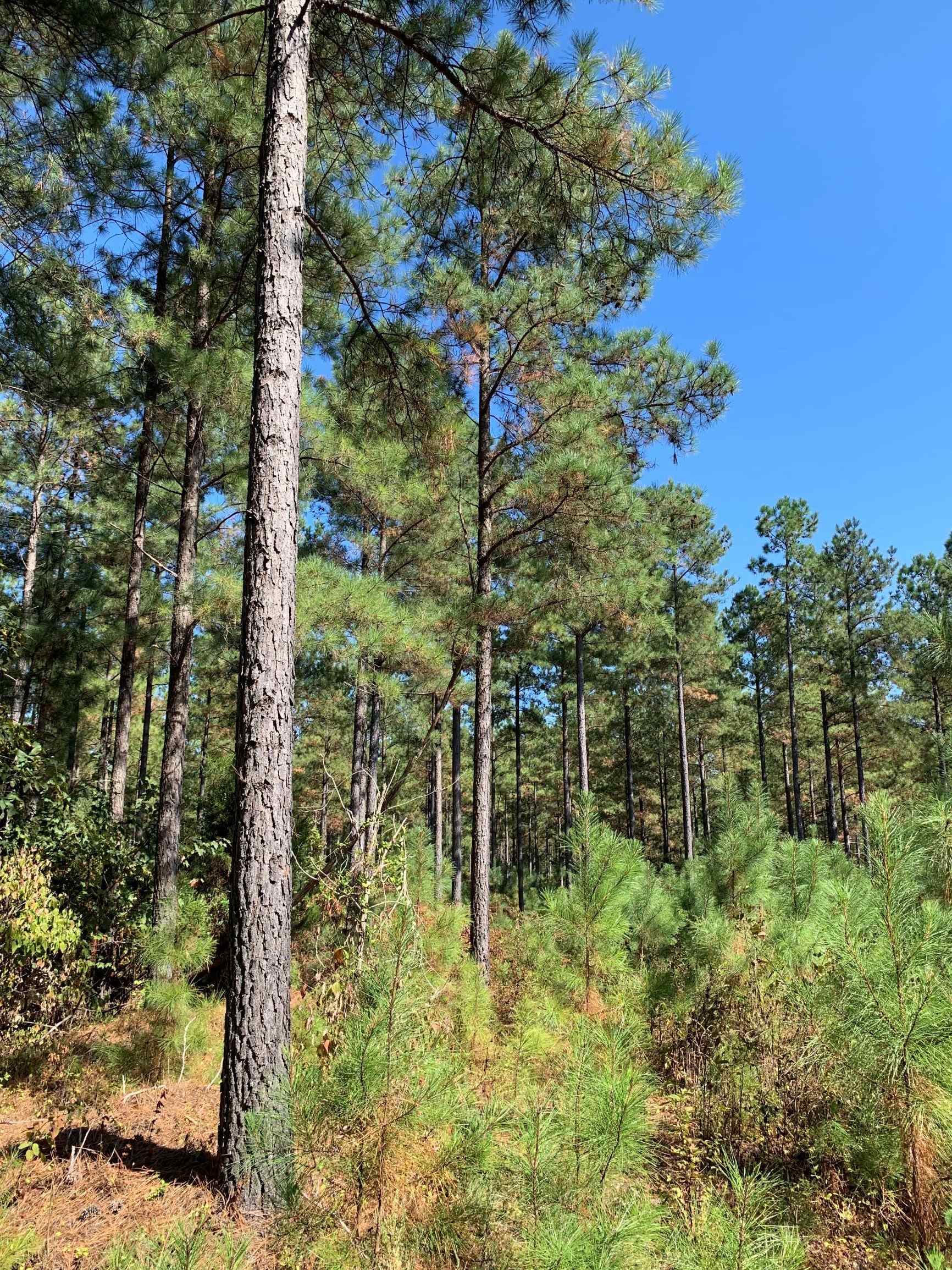 Advance Land and Timber Land for sale property_imgs/16~24.jpg