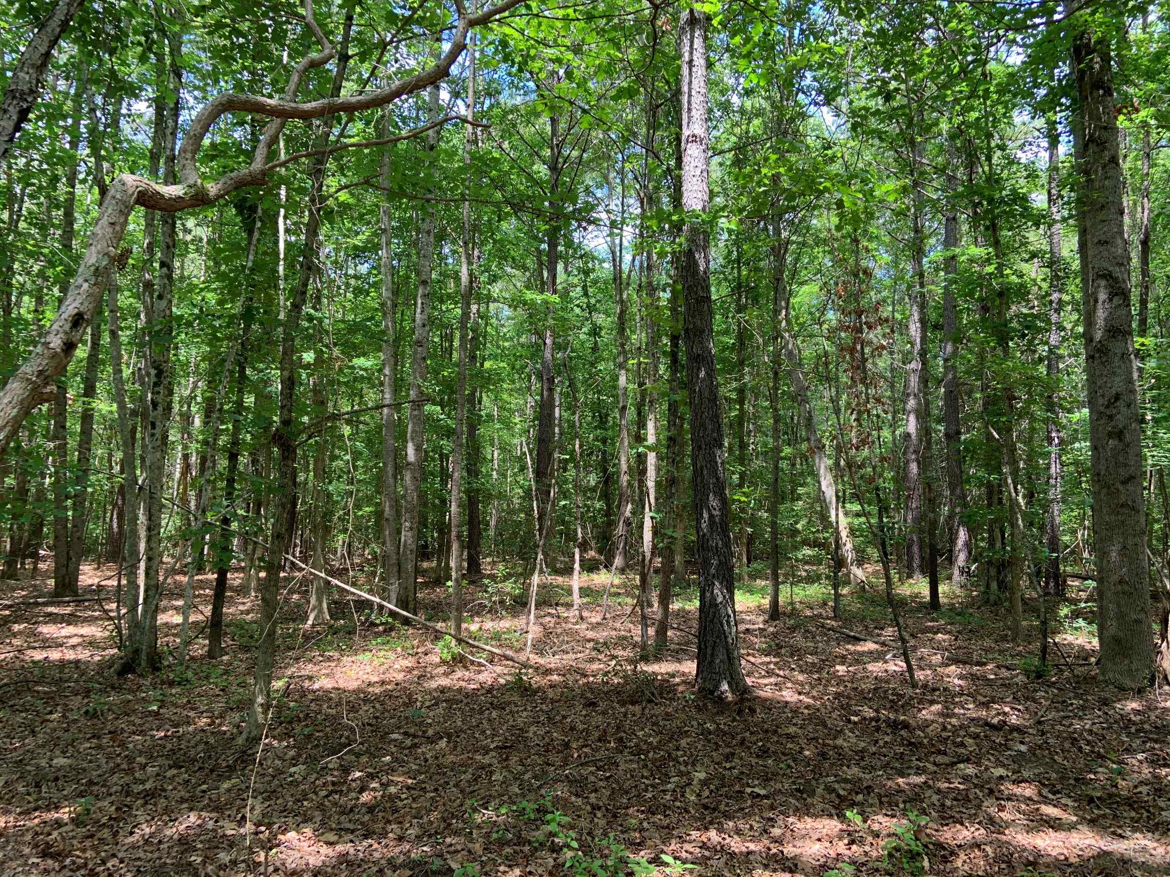 Advance Land and Timber Land for sale property_imgs/16~35.jpg