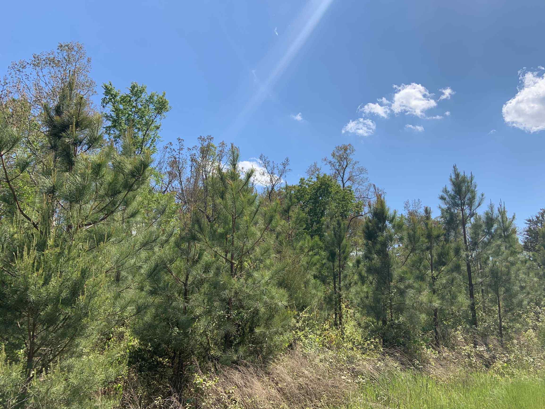 Advance Land and Timber Land for sale property_imgs/16~39.jpg