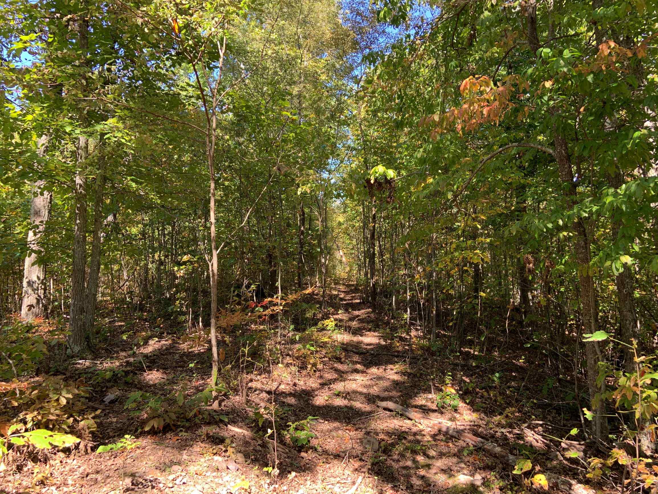 Advance Land and Timber Land for sale property_imgs/16~45.jpg