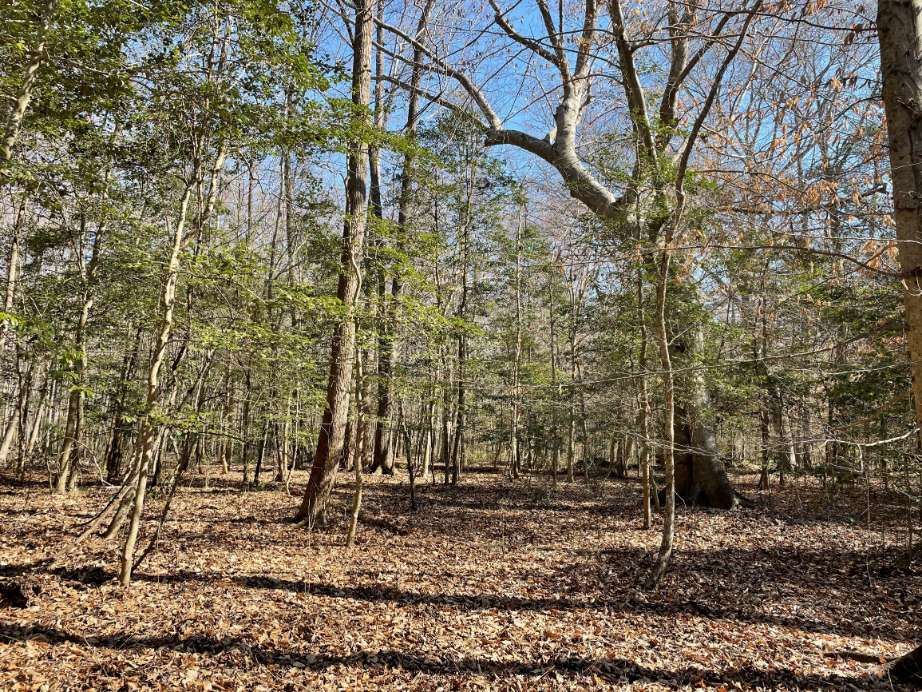 Advance Land and Timber Land for sale property_imgs/16~53.jpg