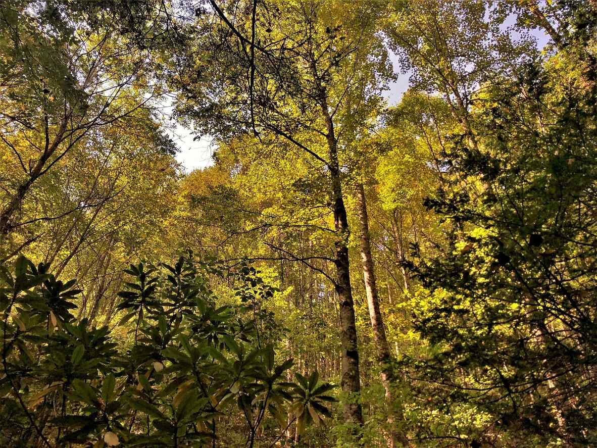 Advance Land and Timber Land for sale property_imgs/16~63.jpg