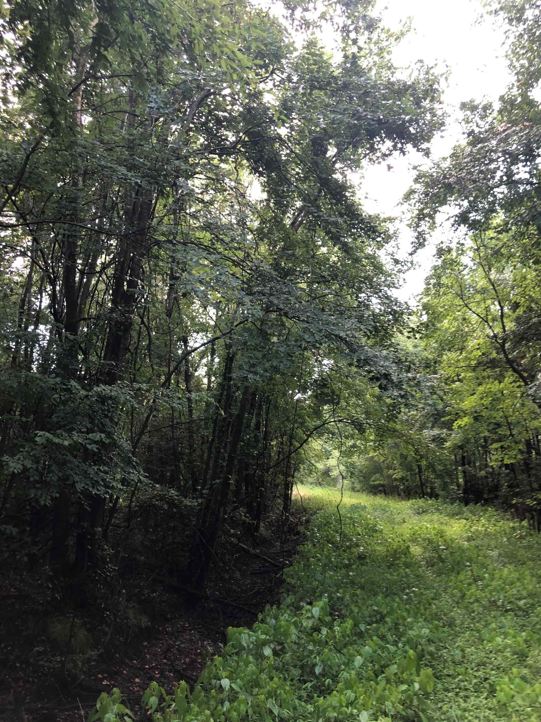 Advance Land and Timber Land for sale property_imgs/17~15.jpg