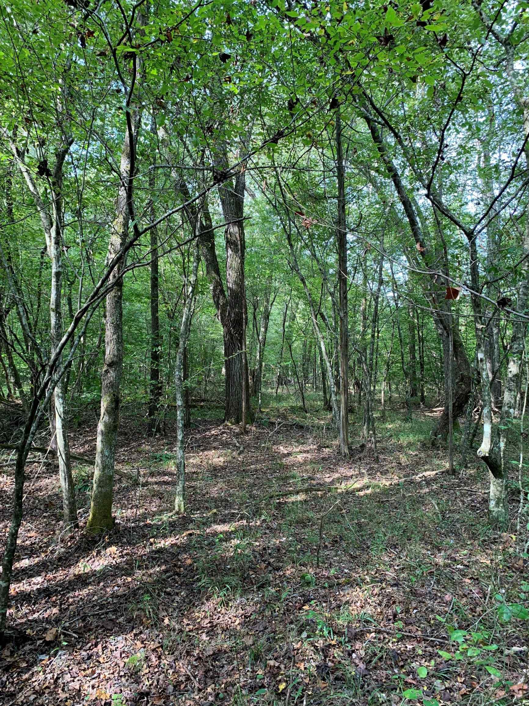 Advance Land and Timber Land for sale property_imgs/17~17.jpg