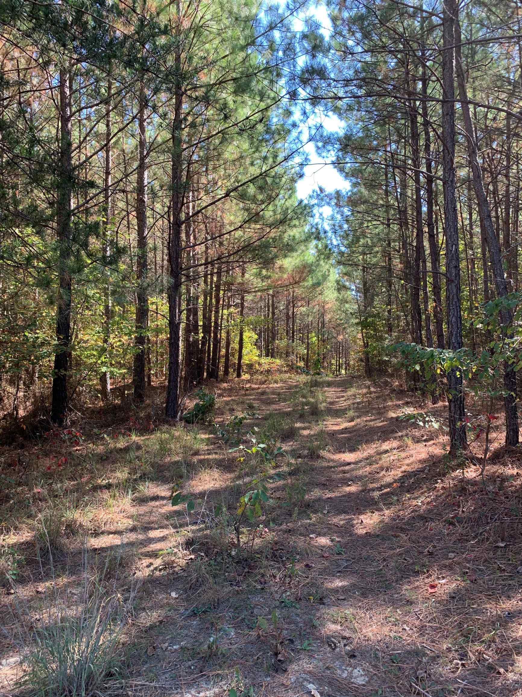 Advance Land and Timber Land for sale property_imgs/17~20.jpg