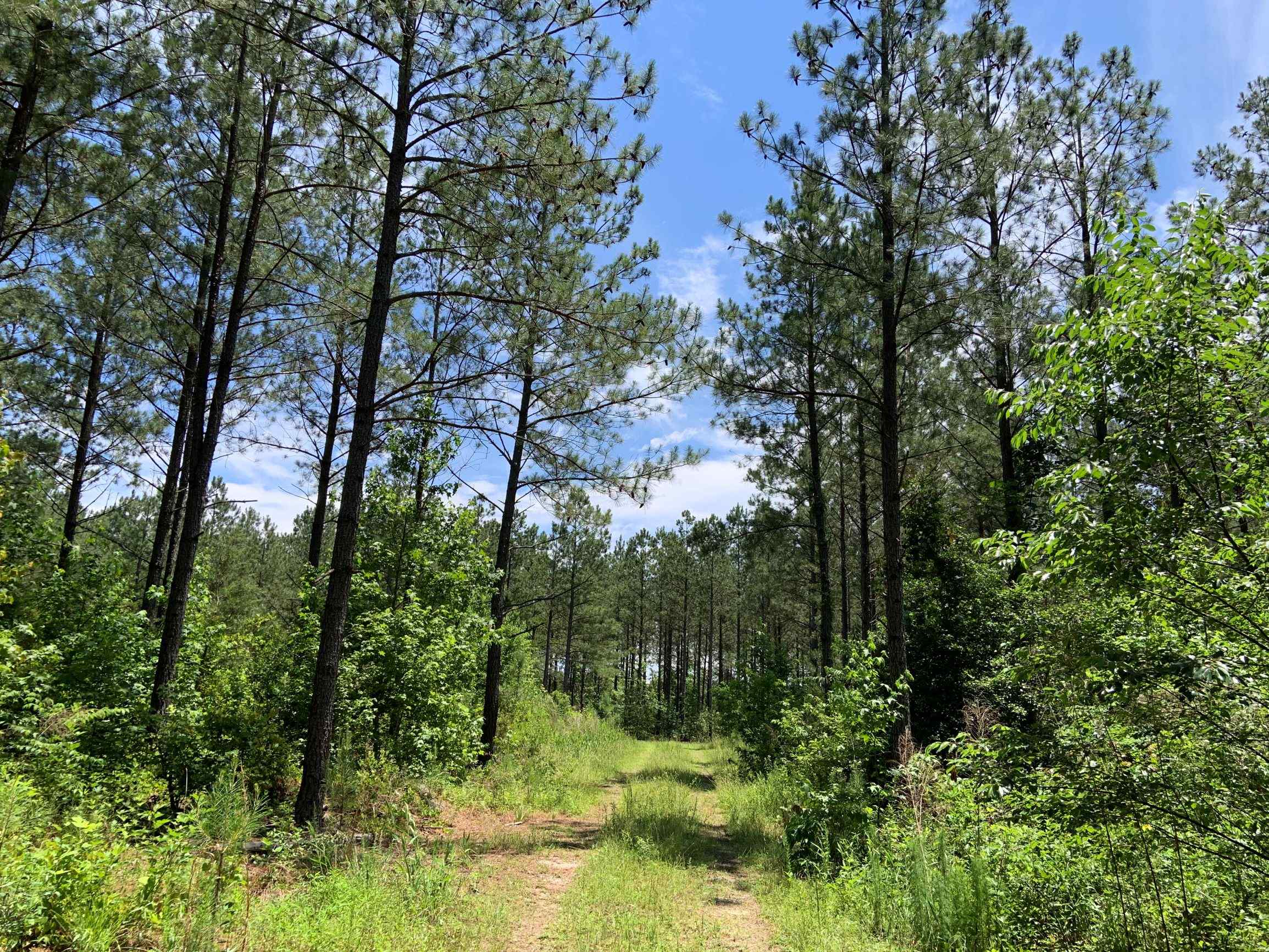 Advance Land and Timber Land for sale property_imgs/17~31.jpg