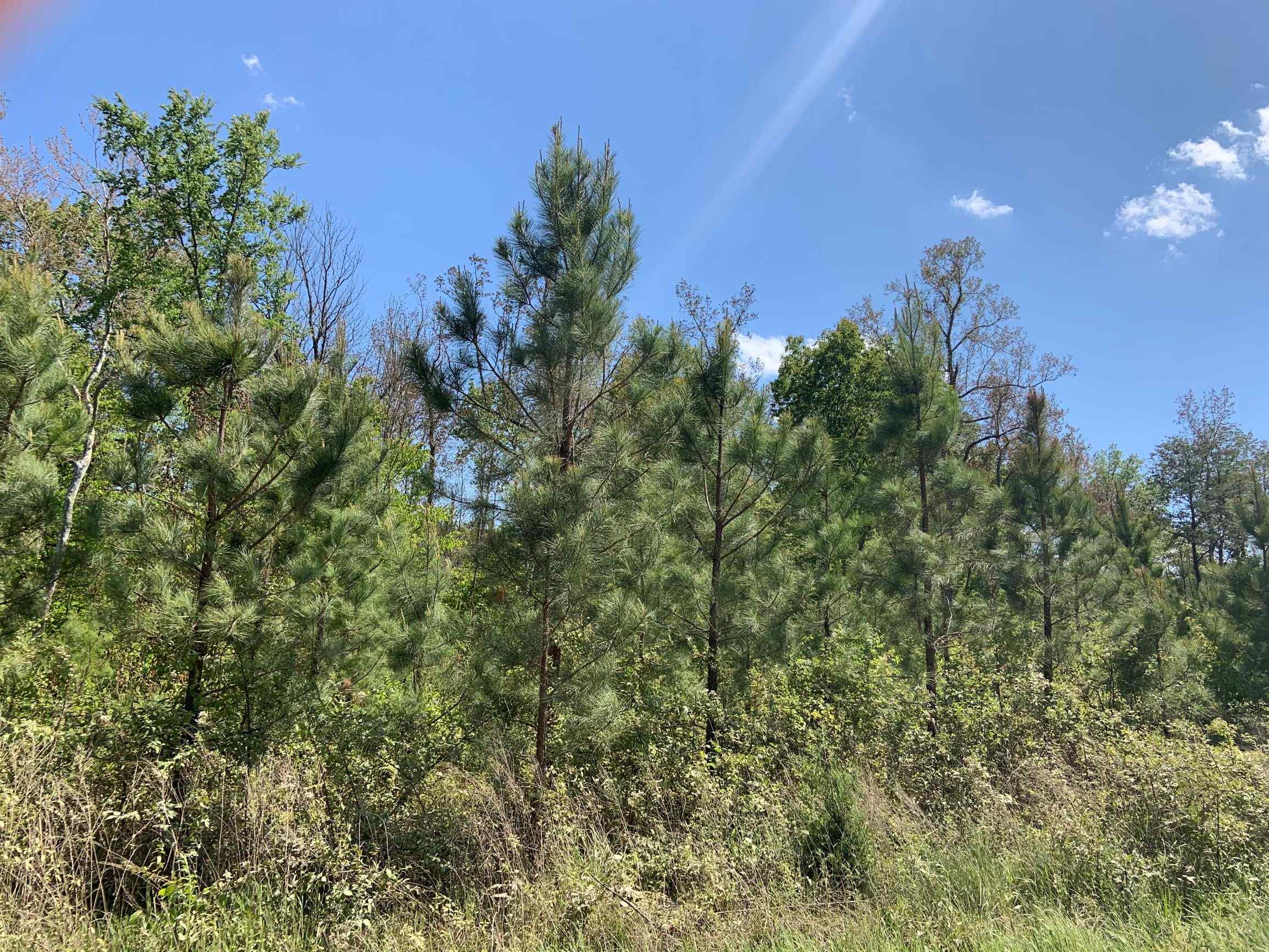 Advance Land and Timber Land for sale property_imgs/17~34.jpg