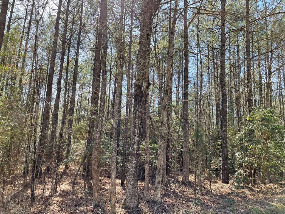 Advance Land and Timber Land for sale property_imgs/17~43.jpg