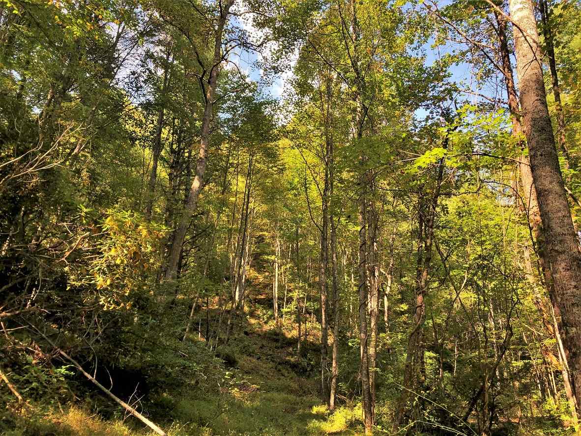 Advance Land and Timber Land for sale property_imgs/17~53.jpg