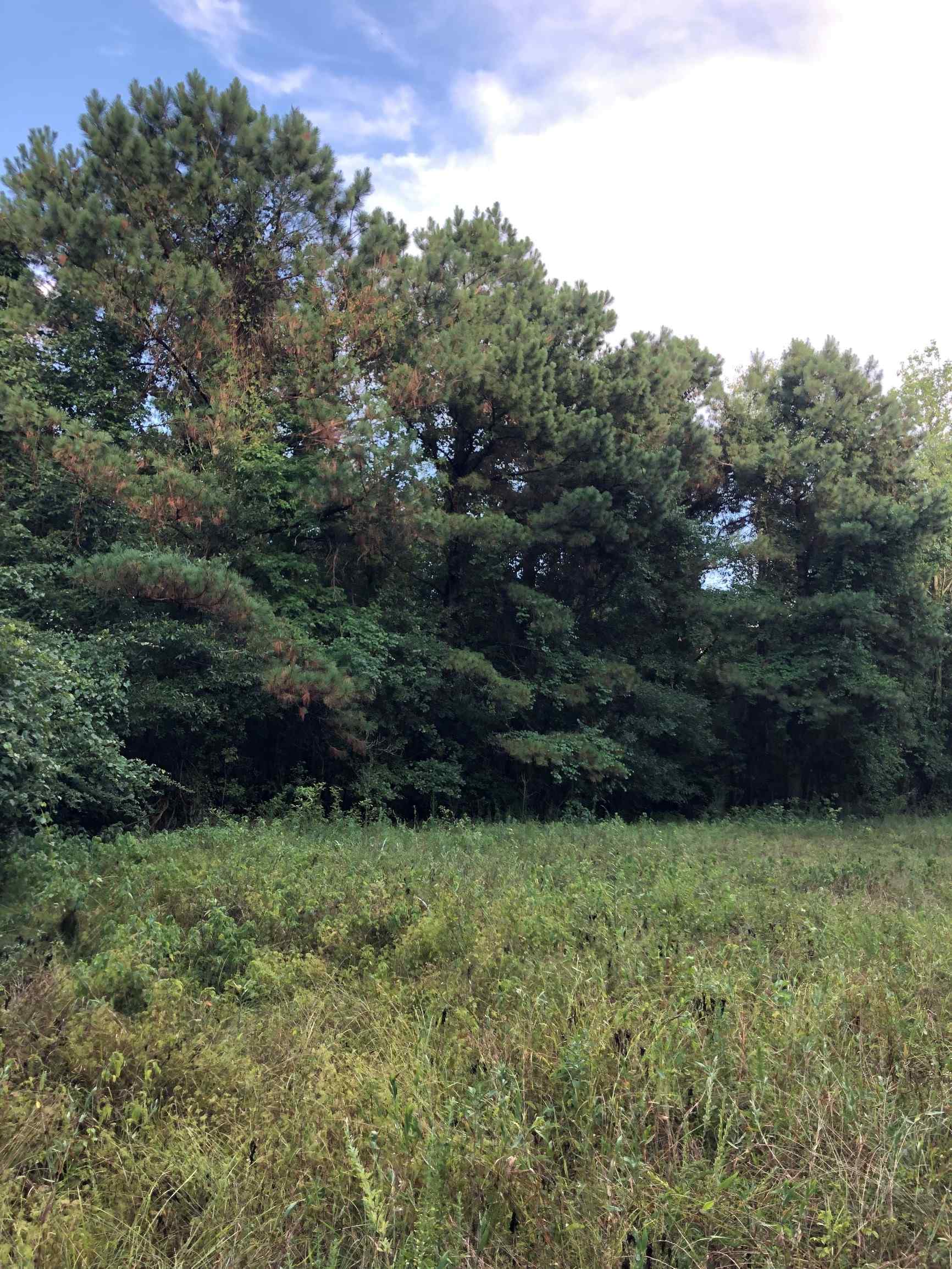 Advance Land and Timber Land for sale property_imgs/18~14.jpg