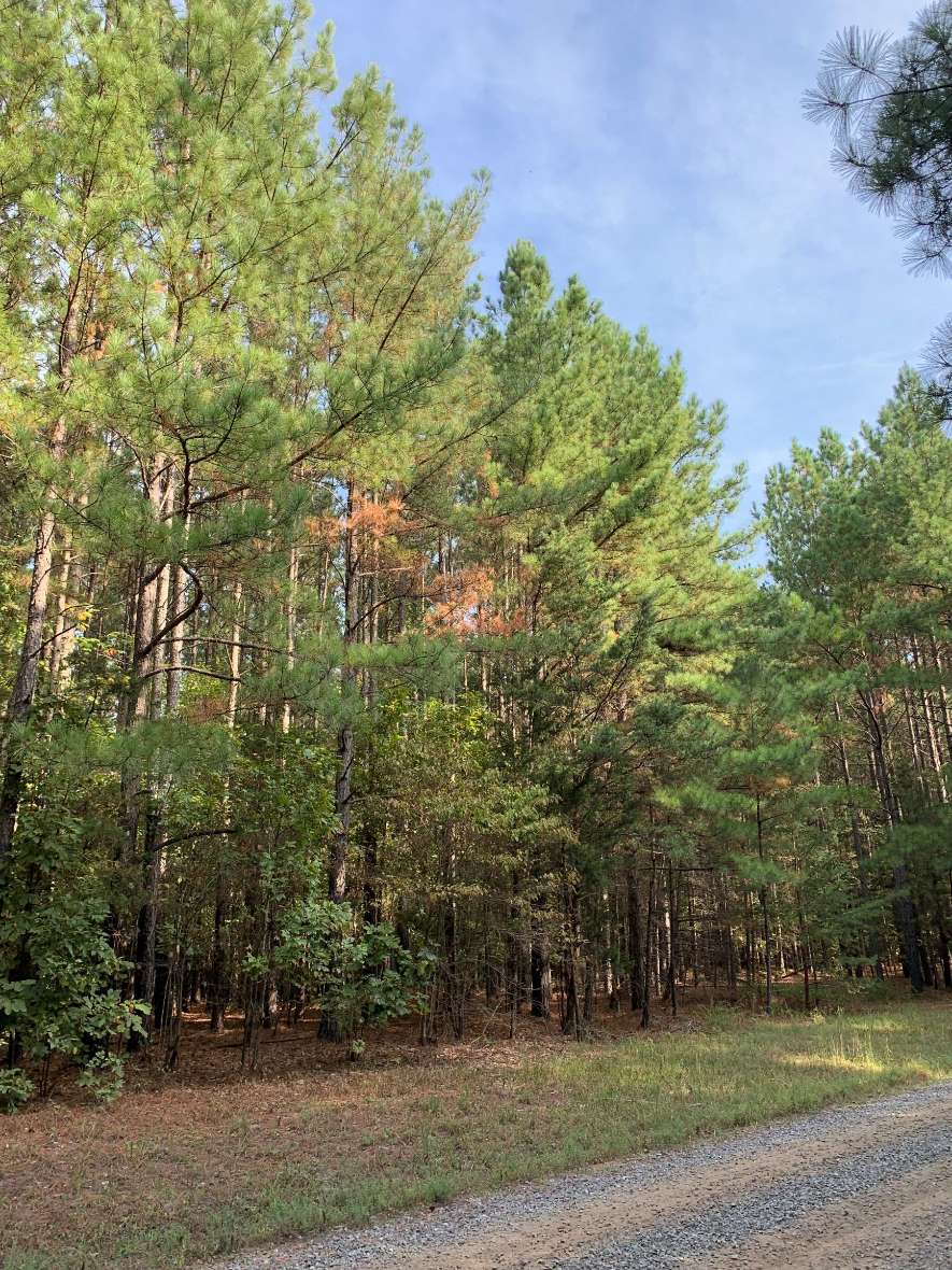 Advance Land and Timber Land for sale property_imgs/18~16.jpg