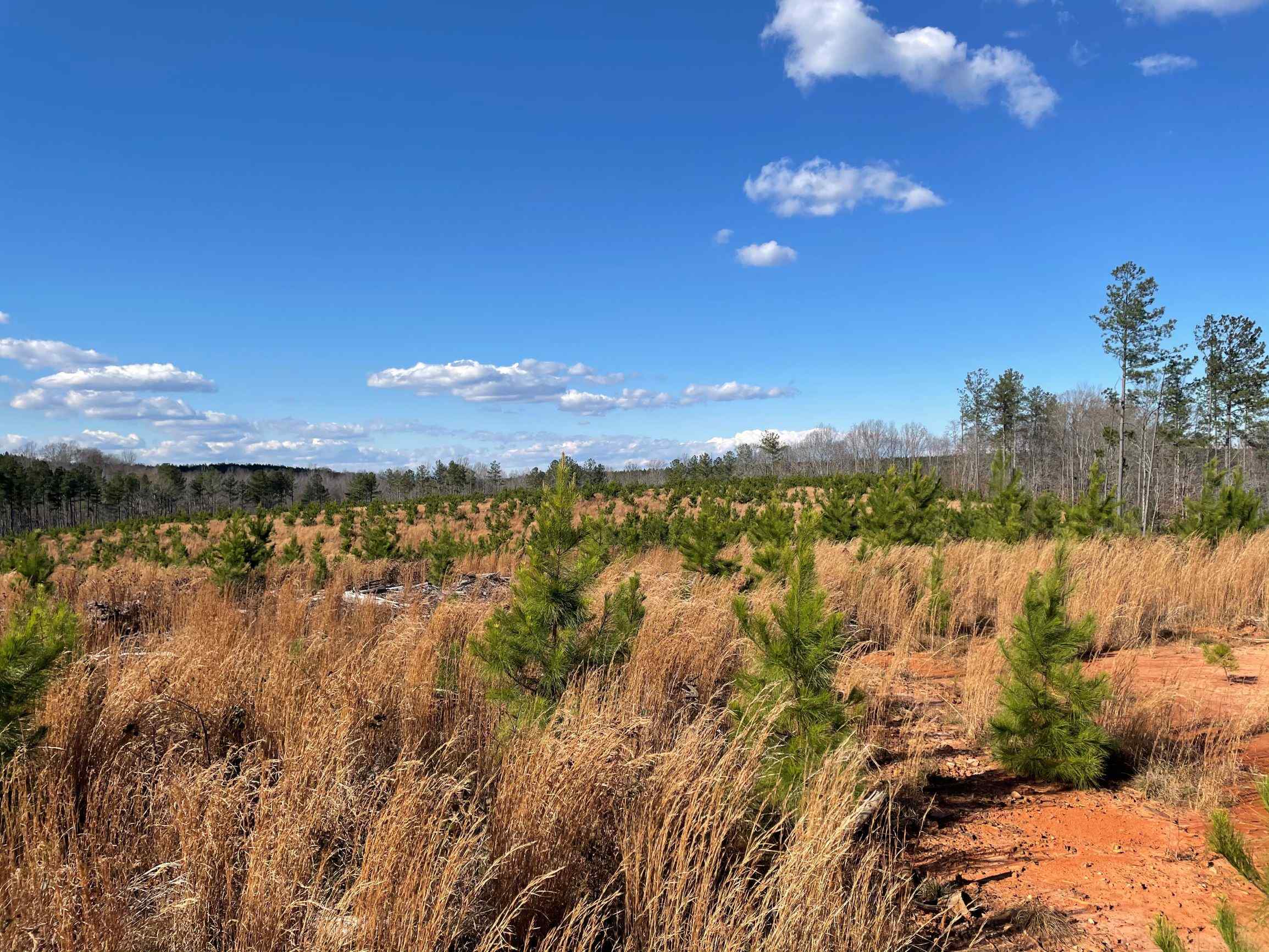 Advance Land and Timber Land for sale property_imgs/18~42.jpg