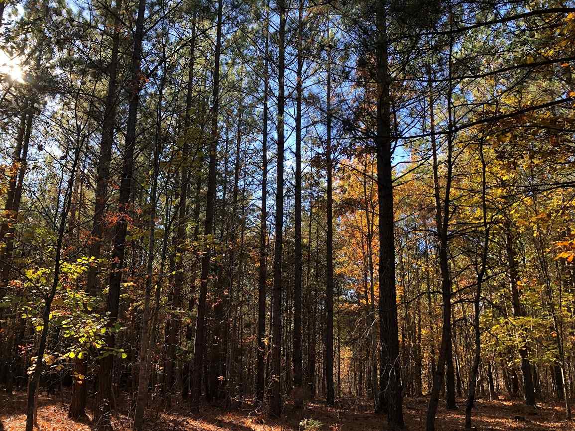 Advance Land and Timber Land for sale property_imgs/18~54.jpg