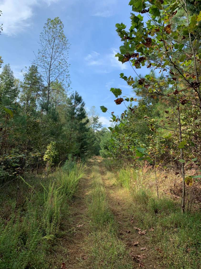 Advance Land and Timber Land for sale property_imgs/19~16.jpg