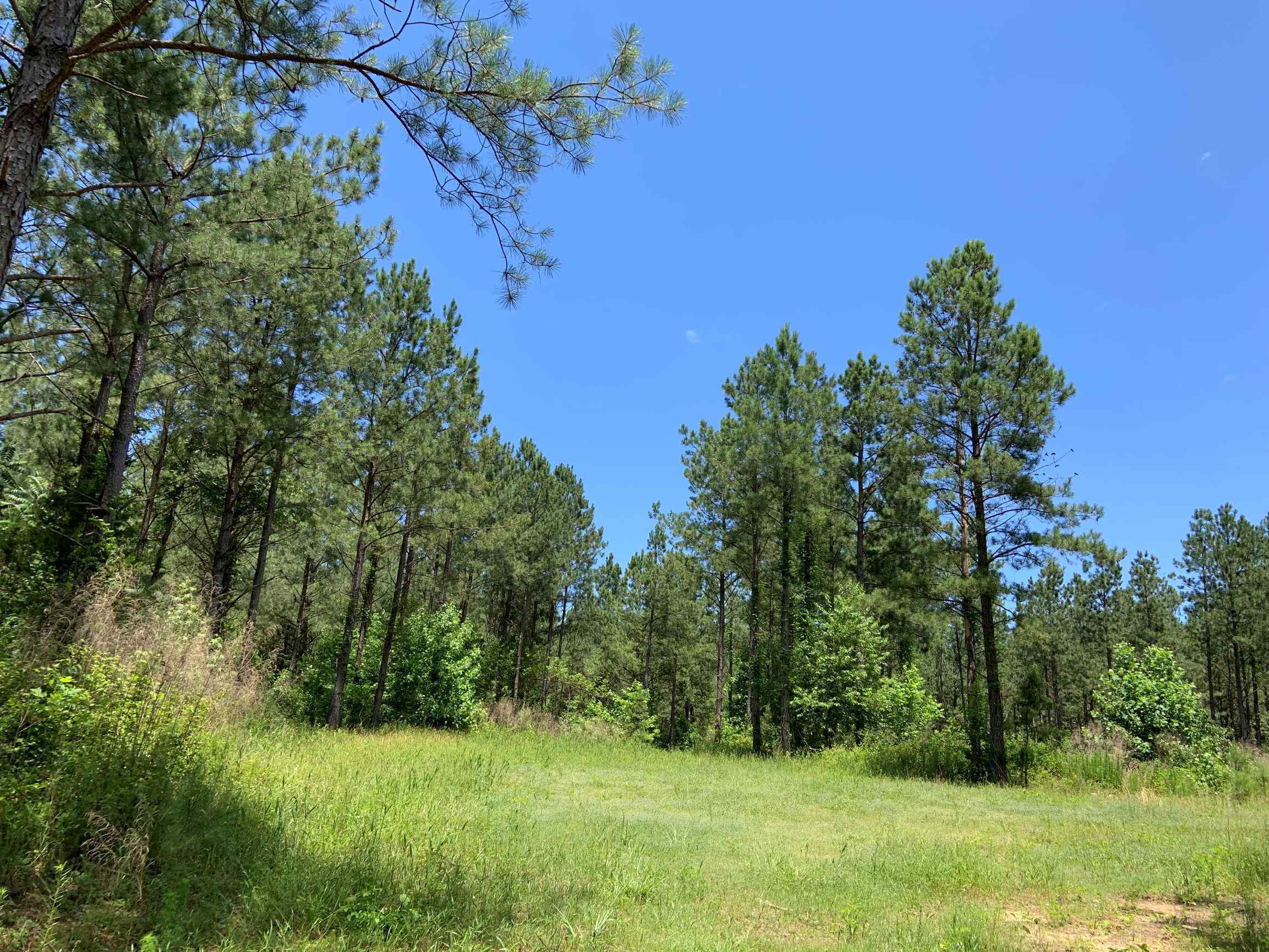 Advance Land and Timber Land for sale property_imgs/19~27.jpg