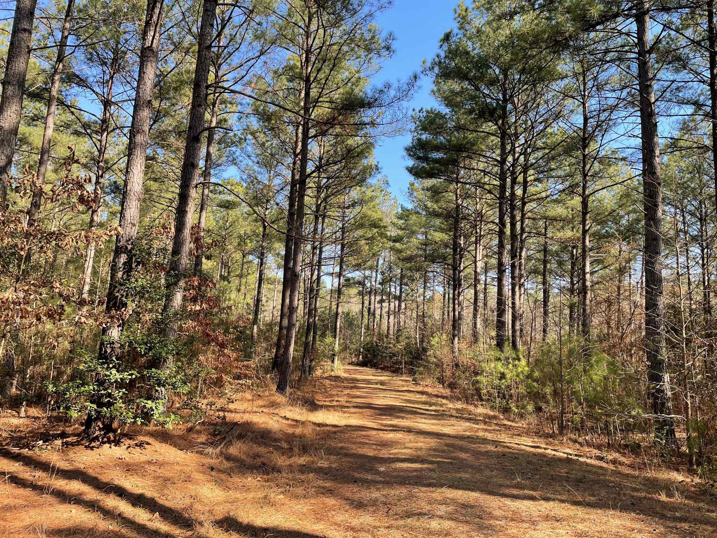 Advance Land and Timber Land for sale property_imgs/19~41.jpg