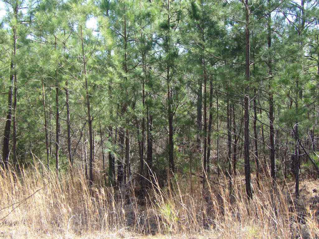 Advance Land and Timber Land for sale property_imgs/1_685.jpg