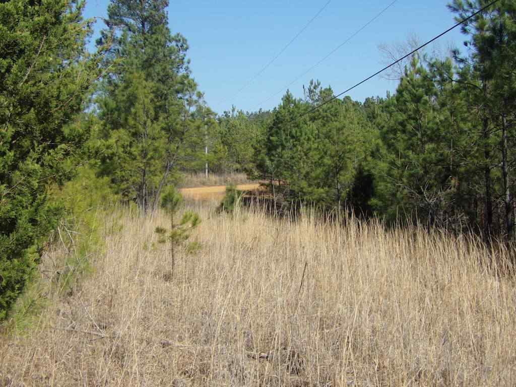 Advance Land and Timber Land for sale property_imgs/1_688.jpg