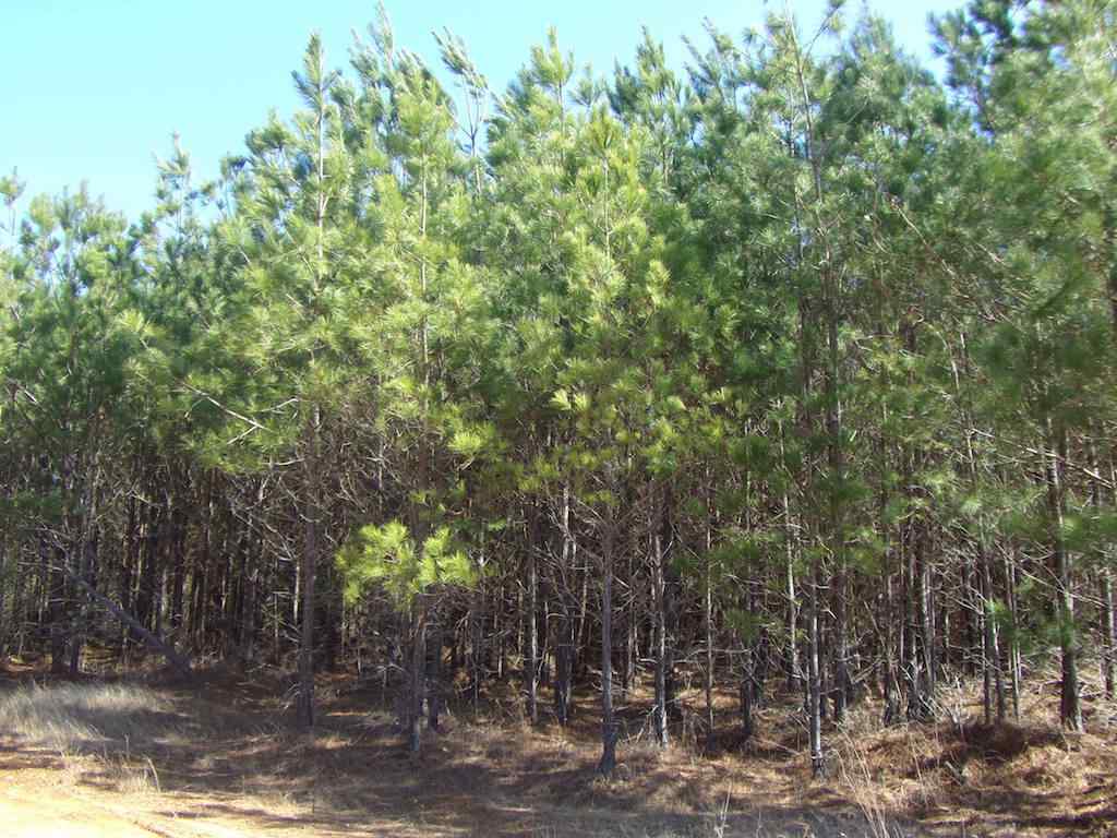 Advance Land and Timber Land for sale property_imgs/1_689.jpg