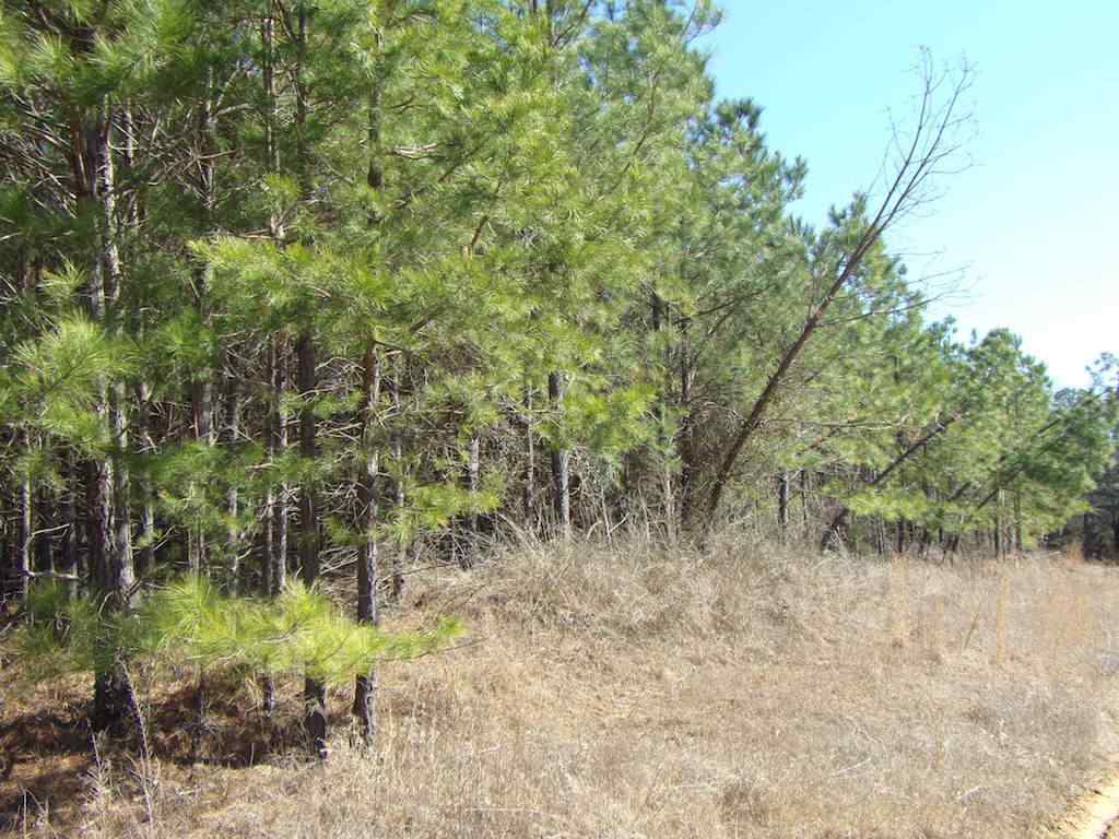 Advance Land and Timber Land for sale property_imgs/1_692.jpg