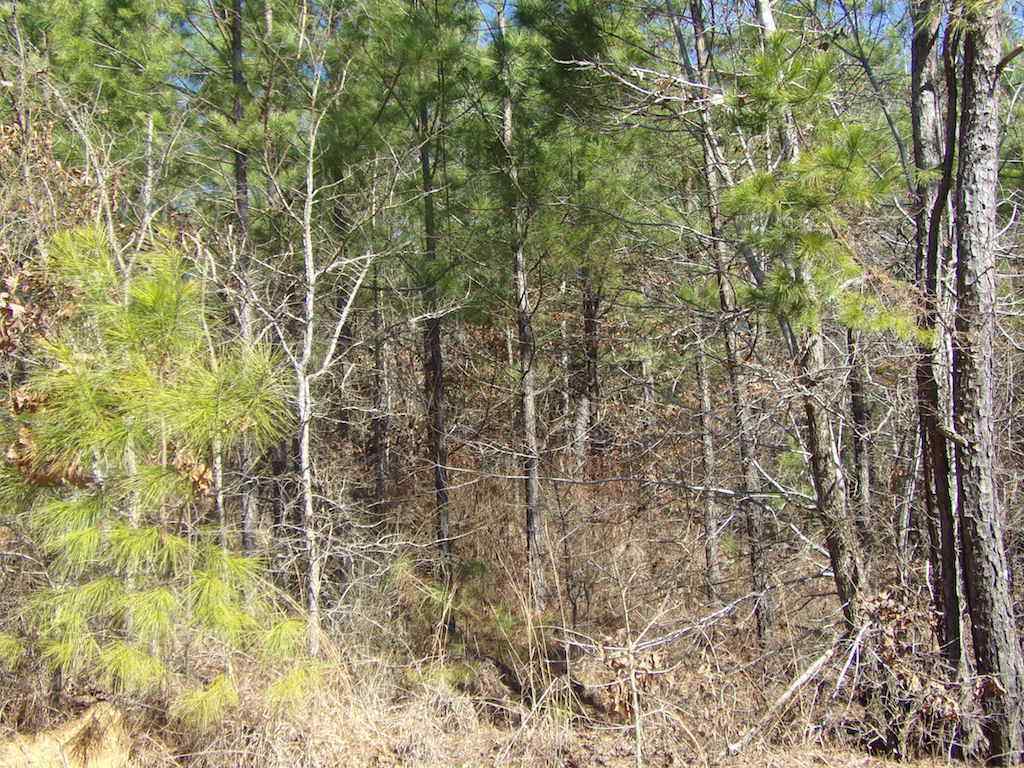 Advance Land and Timber Land for sale property_imgs/1_697.jpg