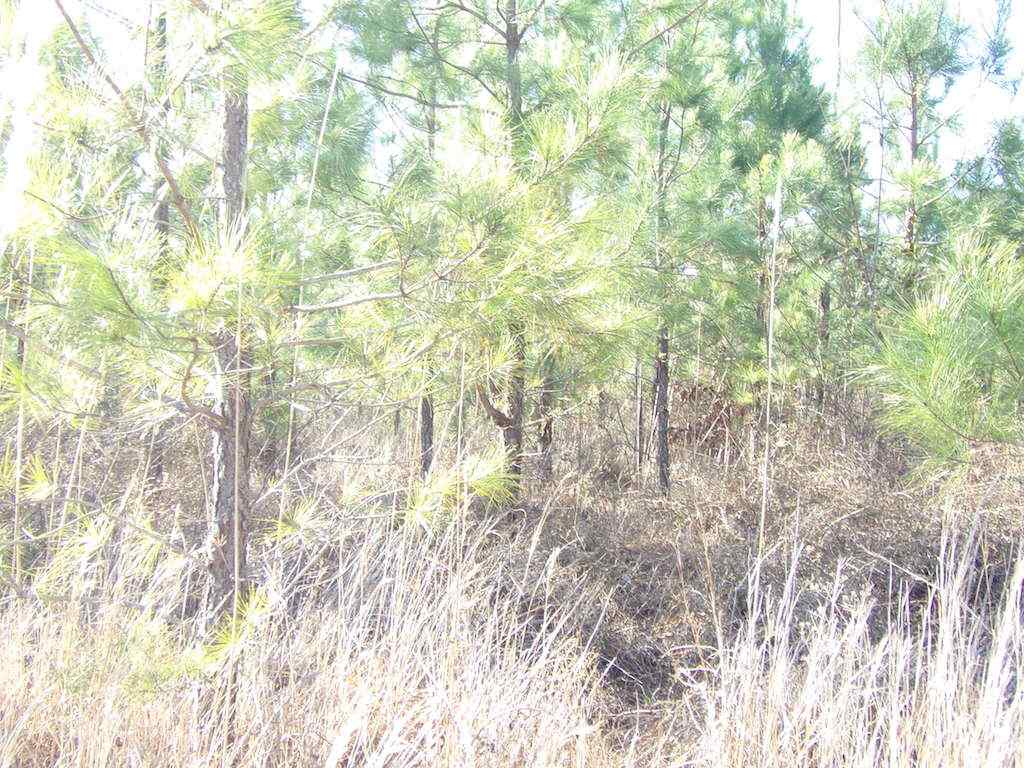 Advance Land and Timber Land for sale property_imgs/1_726.jpg