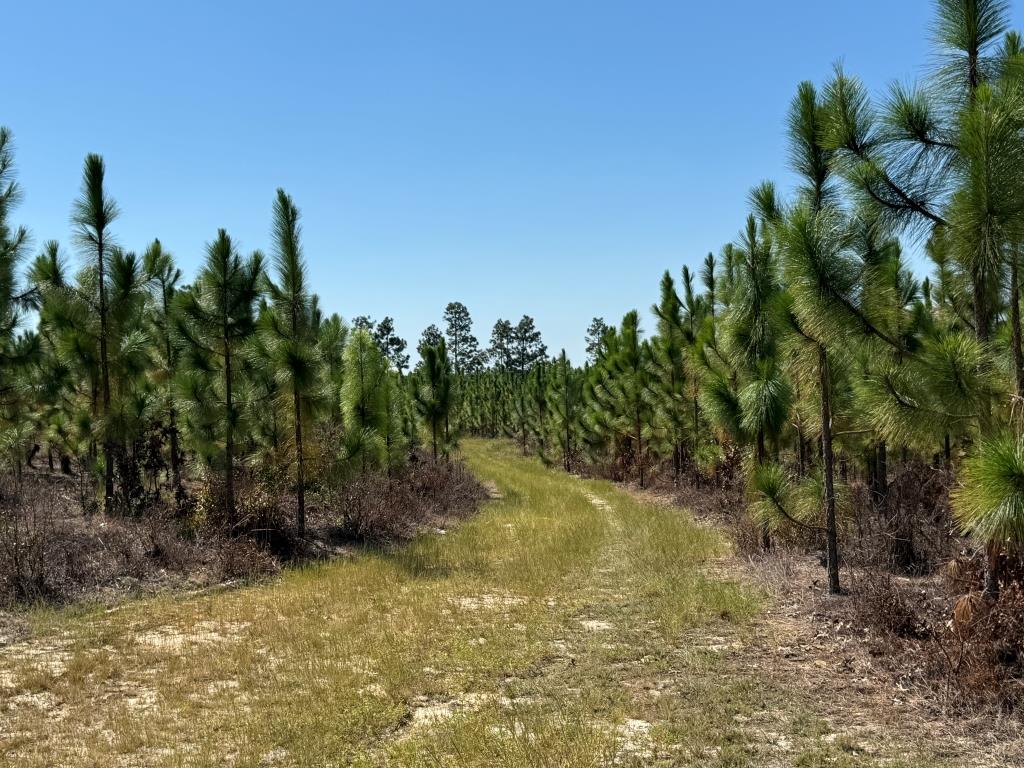 Advance Land and Timber Land for sale property_imgs/1cb524b5a3f3f82be4a7d954063c07e2_2332.jpg