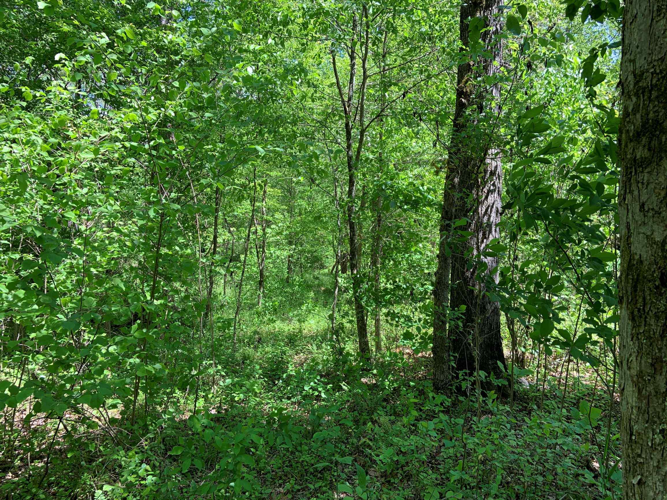 Advance Land and Timber Land for sale property_imgs/1~161.jpg