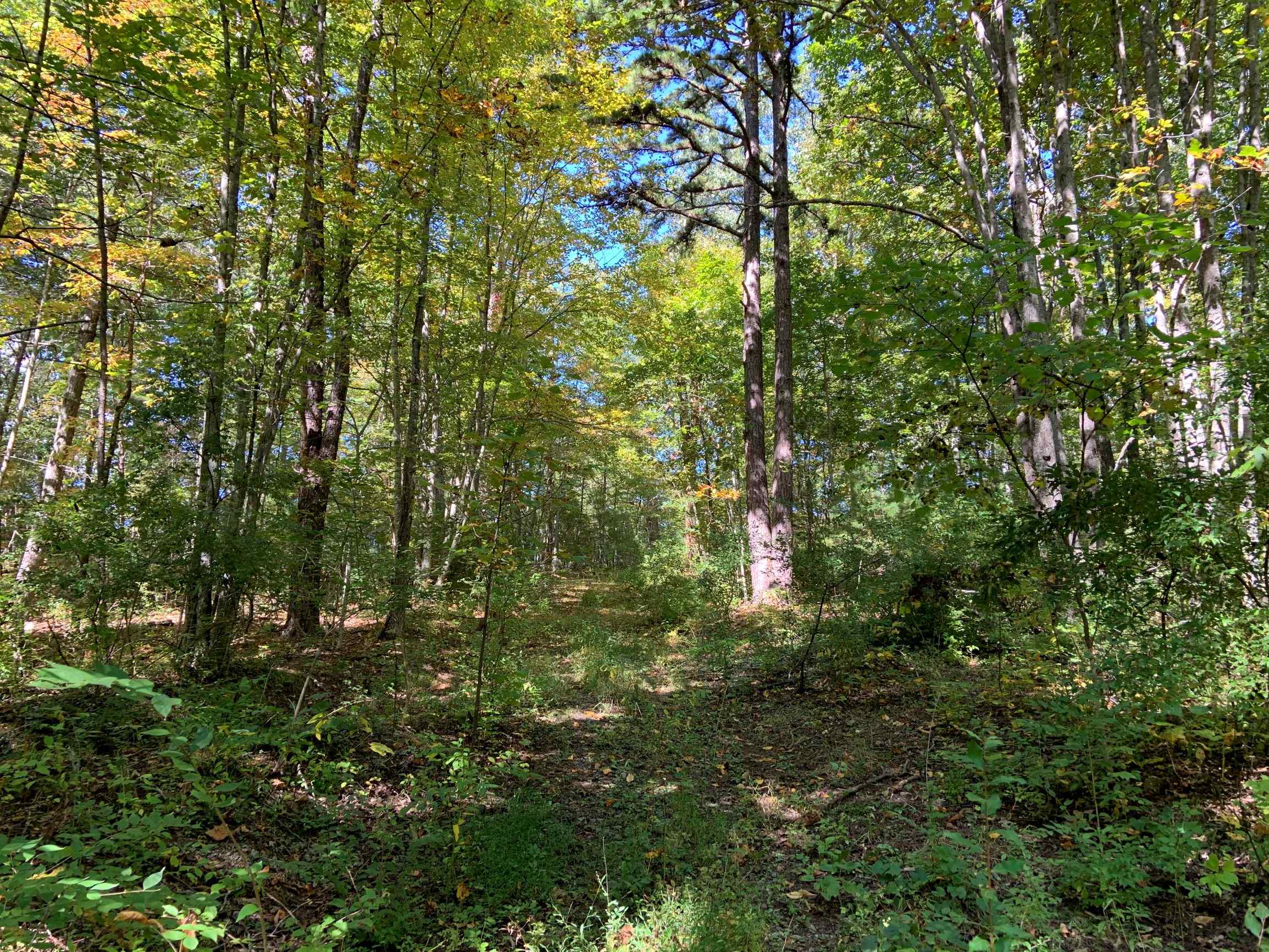 Advance Land and Timber Land for sale property_imgs/1~175.jpg