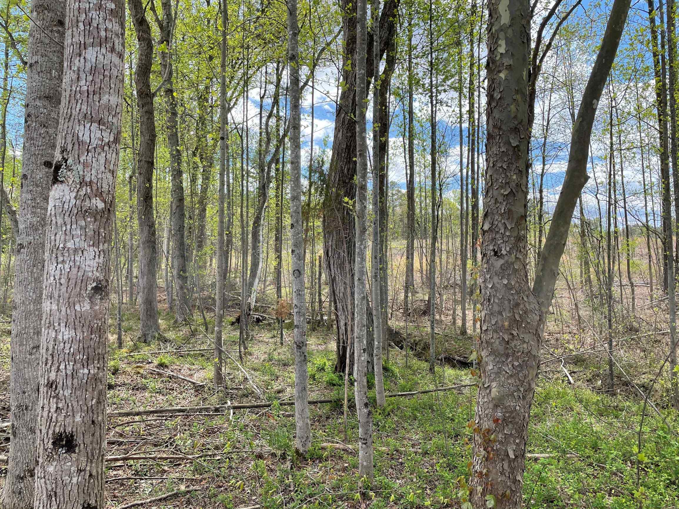 Advance Land and Timber Land for sale property_imgs/1~234.jpg