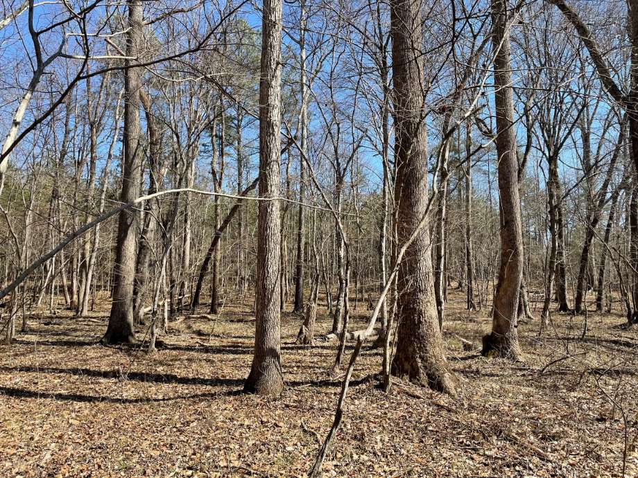 Advance Land and Timber Land for sale property_imgs/1~238.jpg