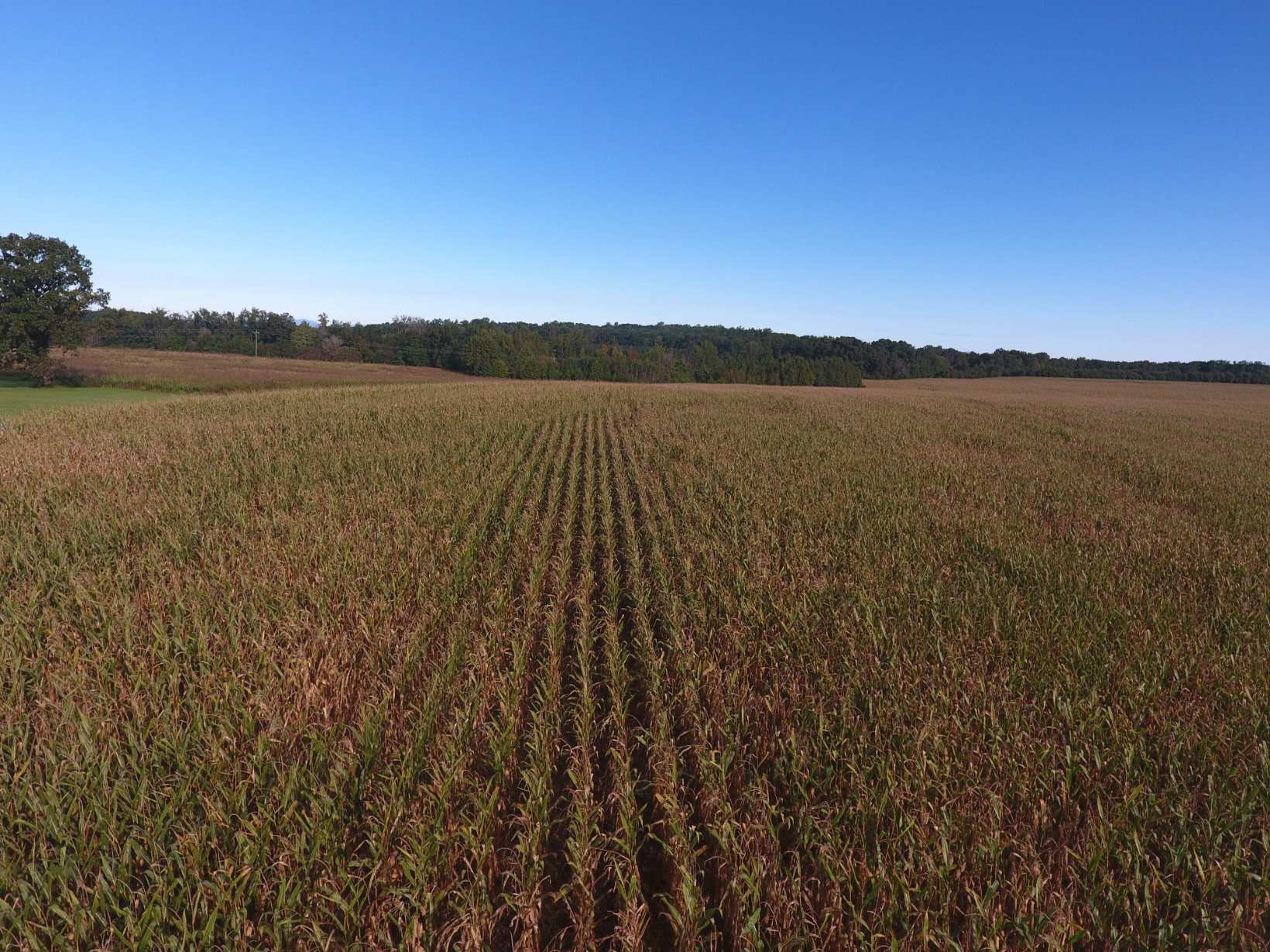 Timberland Category va Land for Sale