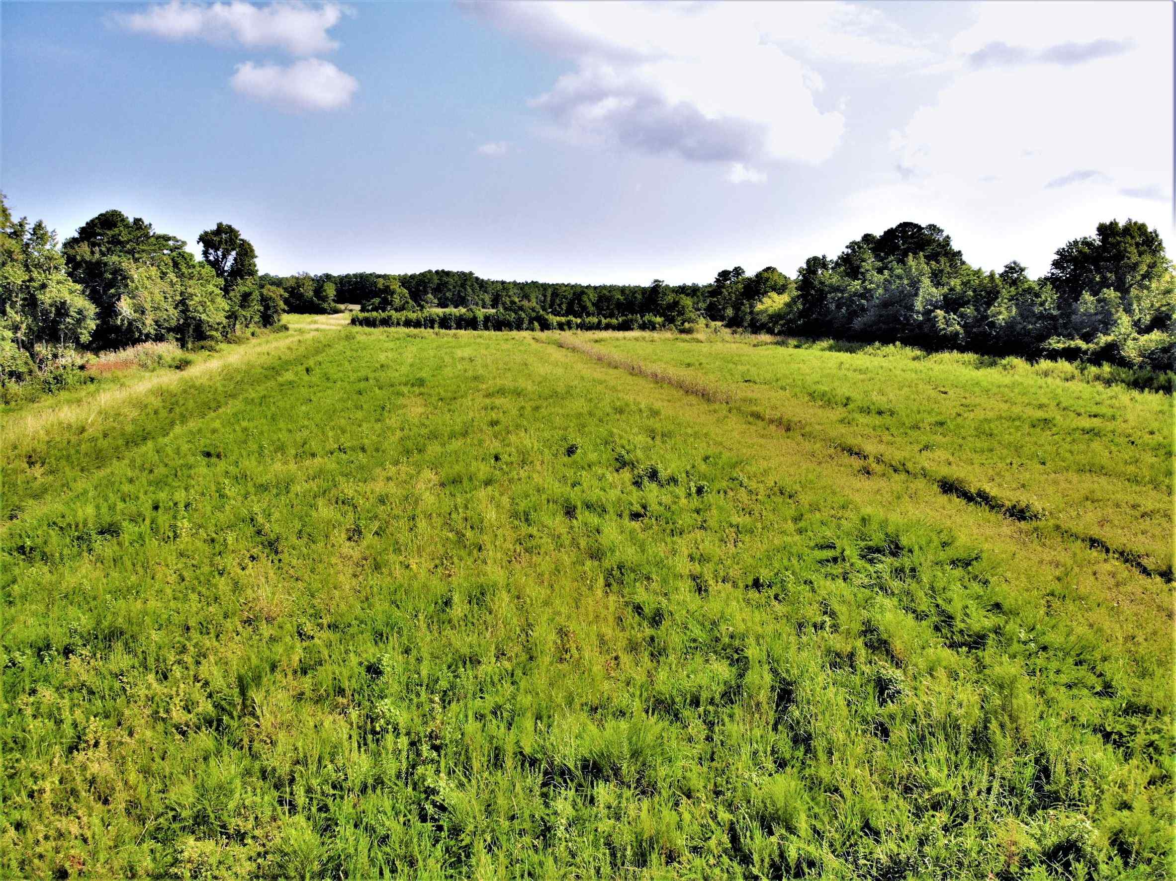 Advance Land and Timber Land for sale property_imgs/1~257.jpg