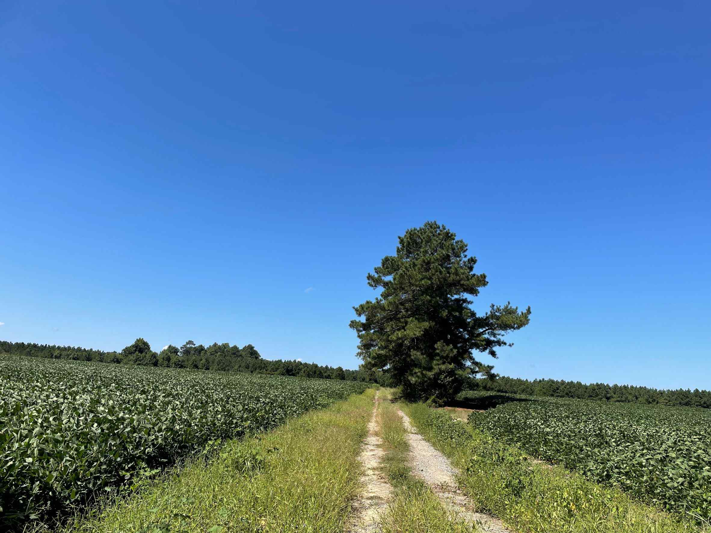 Sussex County Virginia Land for Sale