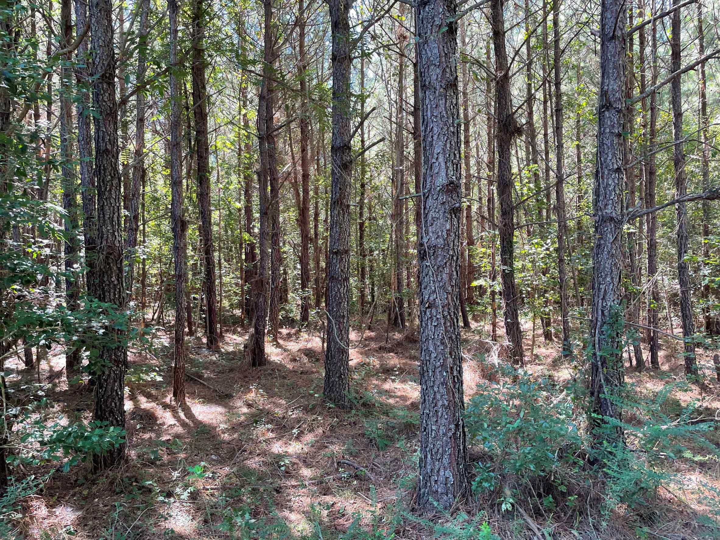 Advance Land and Timber Land for sale property_imgs/1~264.jpg