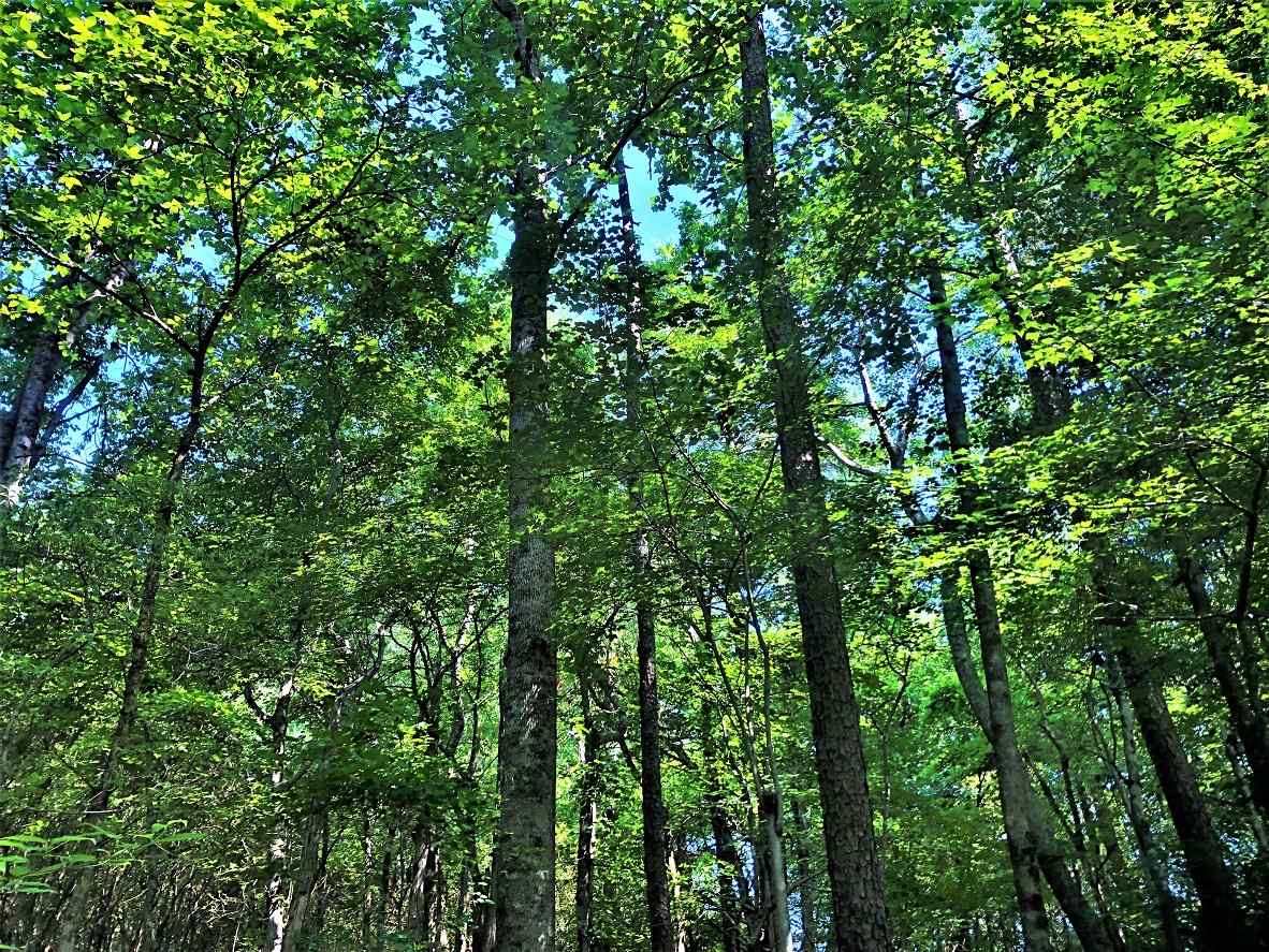Advance Land and Timber Land for sale property_imgs/1~382.jpg
