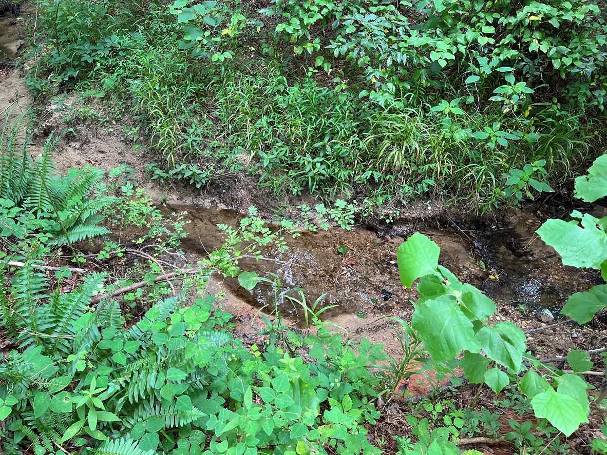Advance Land and Timber Land for sale property_imgs/1~386.jpg