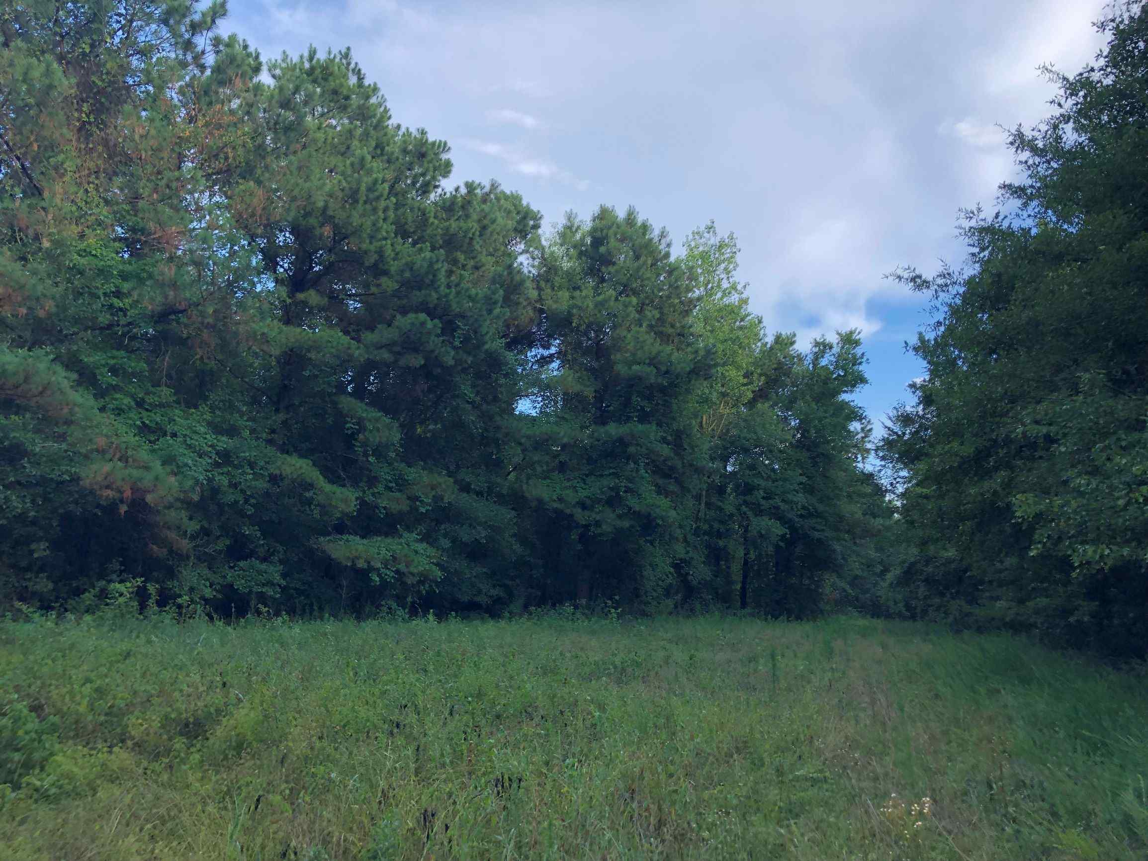 Advance Land and Timber Land for sale property_imgs/1~59.jpg