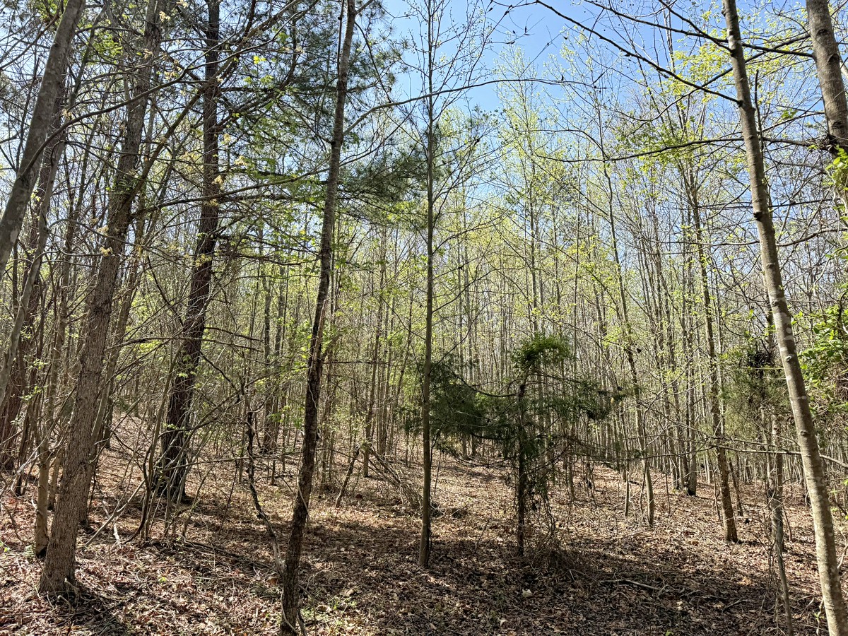 Advance Land and Timber Land for sale property_imgs/2107931de60c5a7c5d526bd1d6a8a34d_2254.jpg